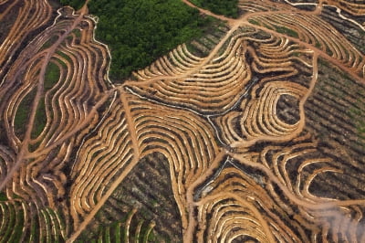 [ESG 7대 규제] 농산물, ‘삼림파괴 프리’ 증명해야…실사 의무도
