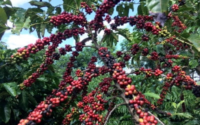 기후 변화에 급감하는 생두 수확량…커피값 다시 오르나