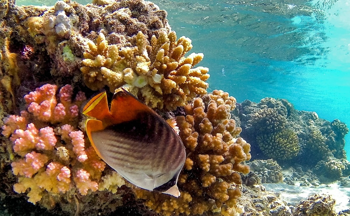 사모펀드가 ‘산호초’ 투자에 진심인 이유