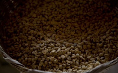 10년 만에 최악의 가뭄에…커피값 2주 만에 최고치