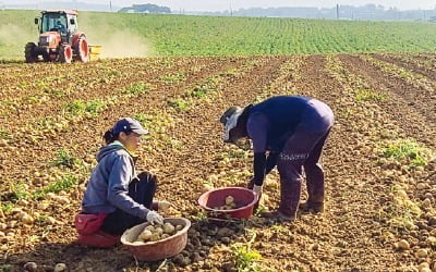 폭염에 썩은 감자·상추…잠잠했던 농산물값 다시 '들썩'